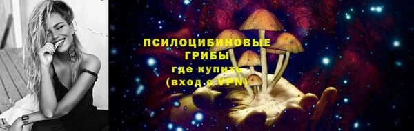 стаф Новокубанск